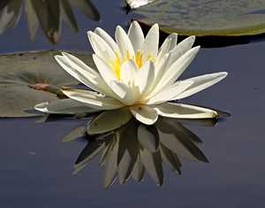 "Lily Reflections" image